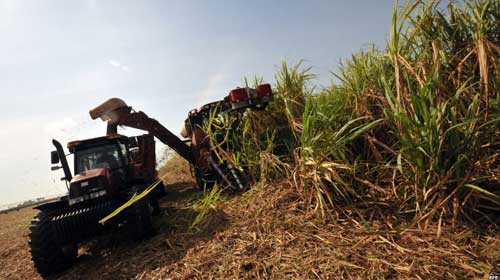 Continúa zafra azucarera en Cuba a dos meses de su inicio