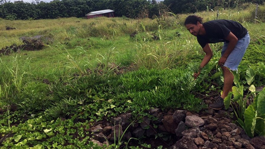 Alarma por escandalosos precios de los productos básicos en la chilena Isla de Pascua: panes, huevos y leche hasta cinco veces por encima de su valor