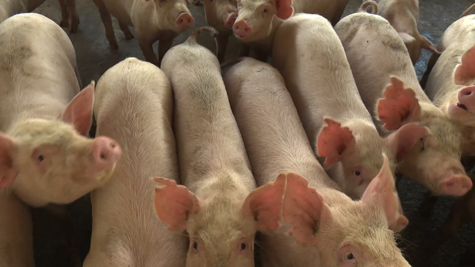 Porcicultores tuneros buscan alternativas para suplir la falta de pienso