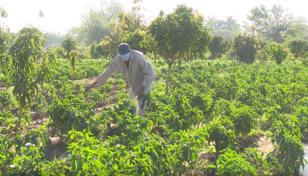 Los productores tuneros aplican ténicas de intercalamiento  de cultivos