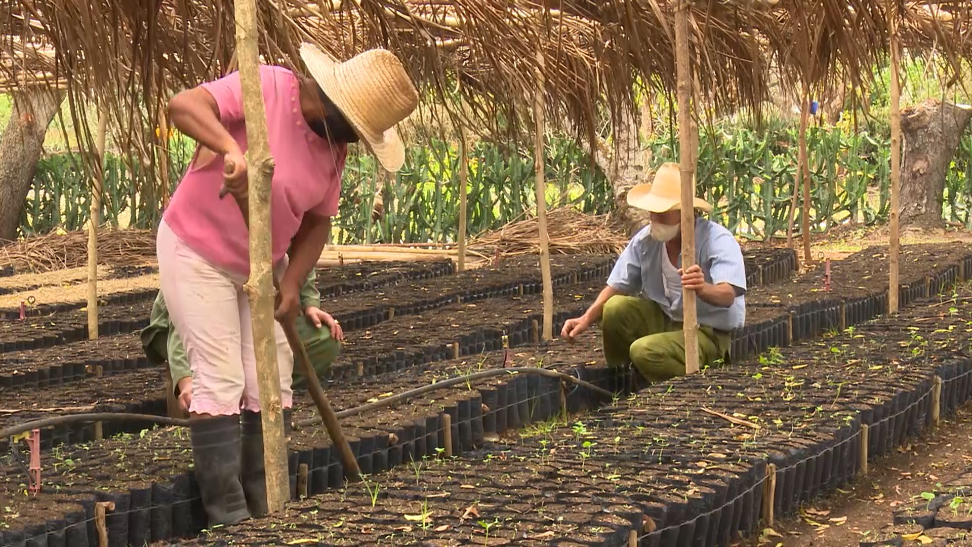 Extenderán en Las Tunas siembra de variedad de café del llano