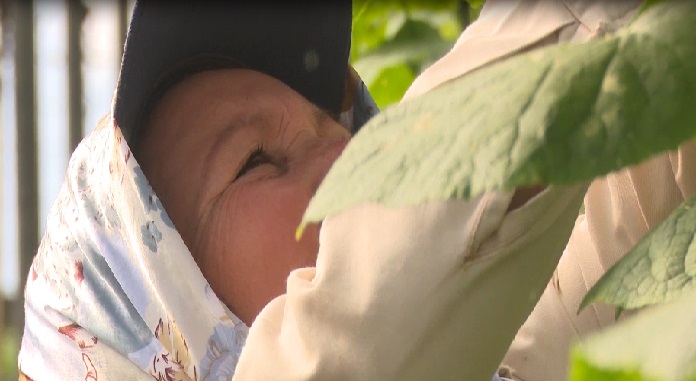 Desde el surco: Mujeres en casas de cultivos protegidos