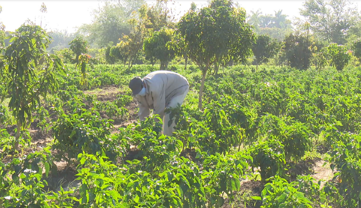 Desde el surco: Emisión que nos acerca a productores líderes de la agricultura familiar