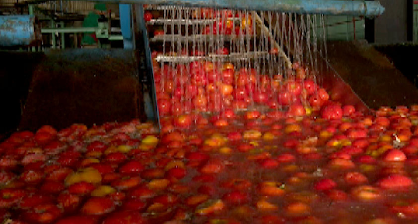 Inicia en Las Tunas campaña de tomate