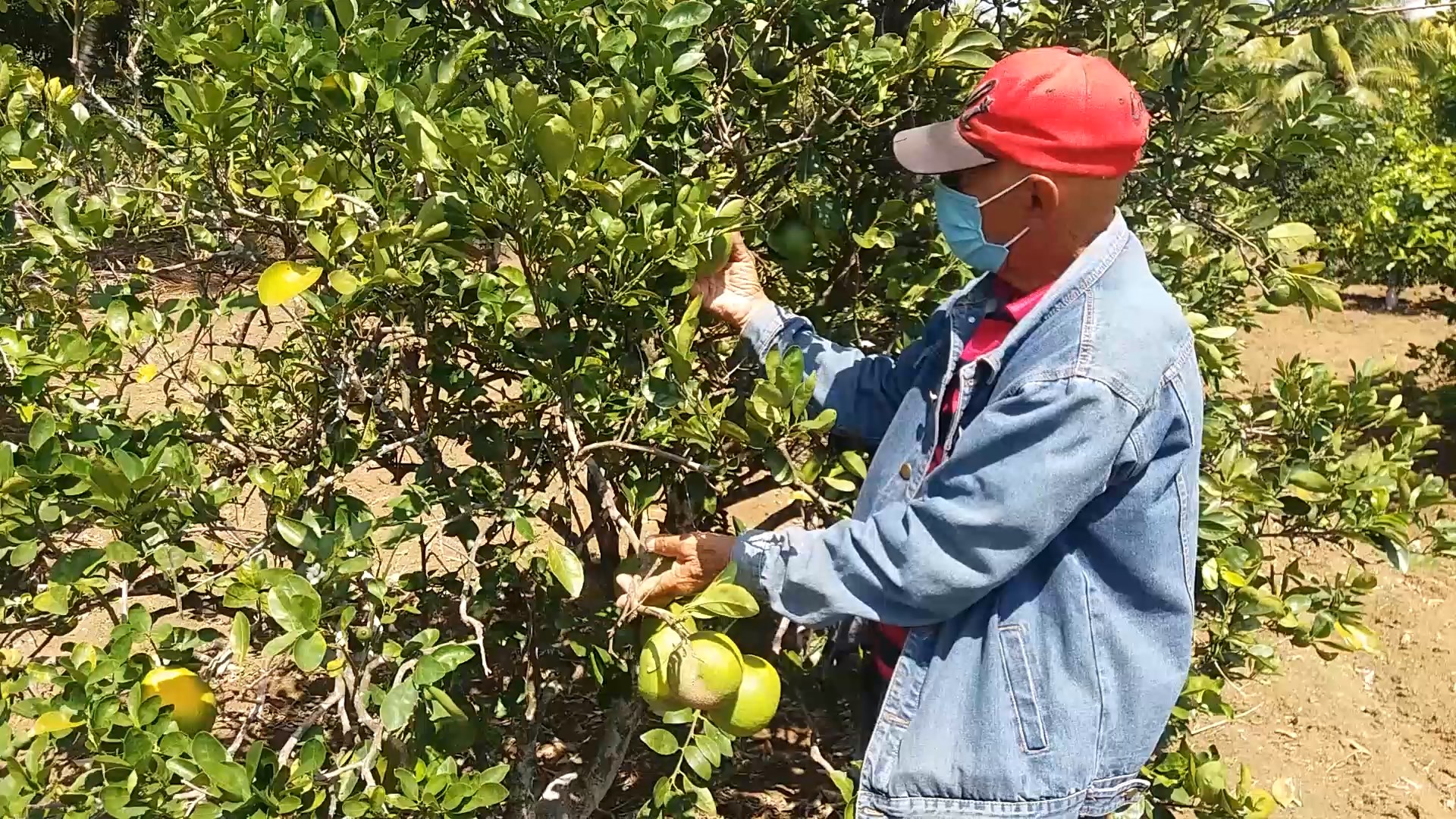 Desde el surco: Recuperación de cultivos de cítricos