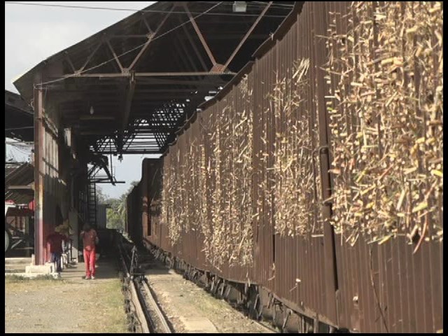 Marcha estable en los últimos días la zafra en el Central Antonio Guiteras