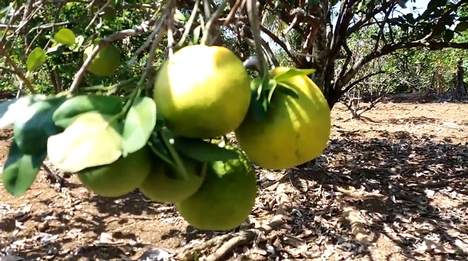 Fomentan recuperación del cultivo de cítricos en Las Tunas