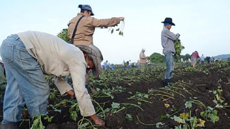 Cumplen productores cubanos con la campaña de siembra de frío