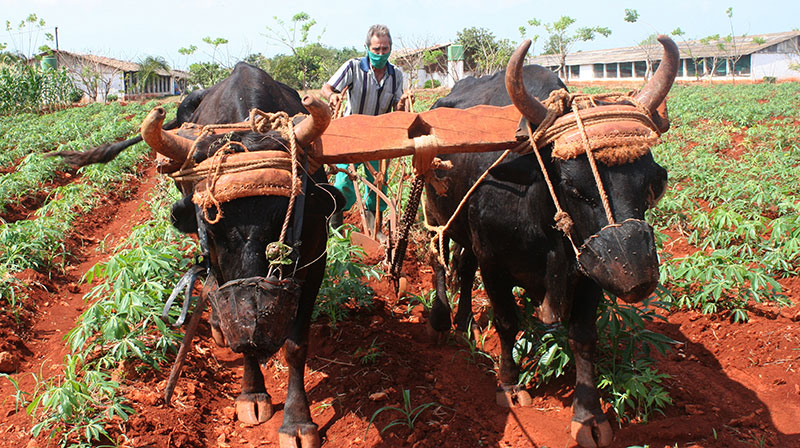 Créditos a productores agropecuarios, novedades en su otorgamiento