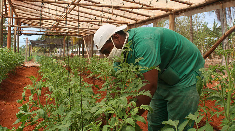 Aprueban medidas para estimular la producción de alimentos en Cuba (+PDF)