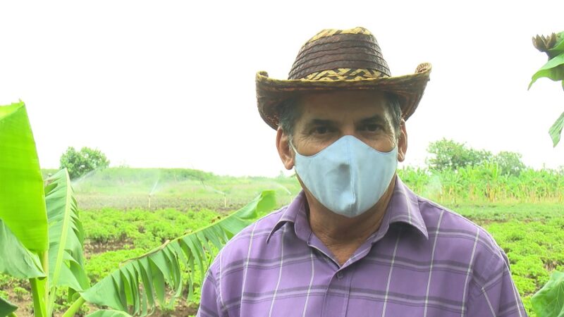 Desde el surco: plantas medicinales