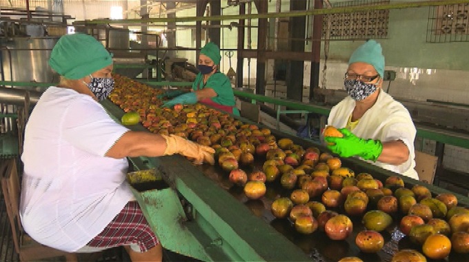 Inició en Las Tunas procesamiento fabril del mango