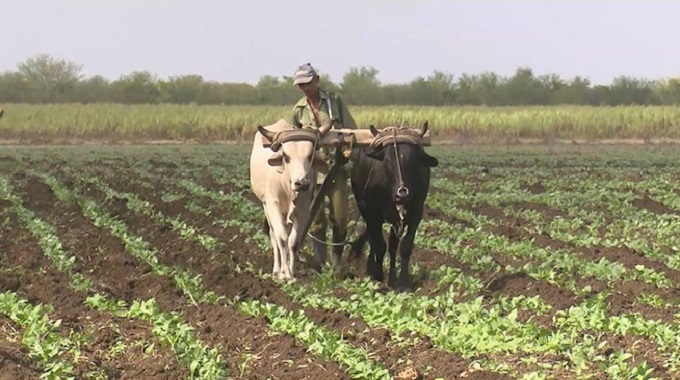 Día del Campesino: una jornada de homenaje y compromiso