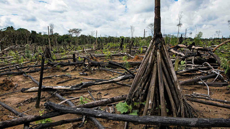 La deforestación en la Amazonía brasileña alcanza récord al aumentar un 41 % en mayo