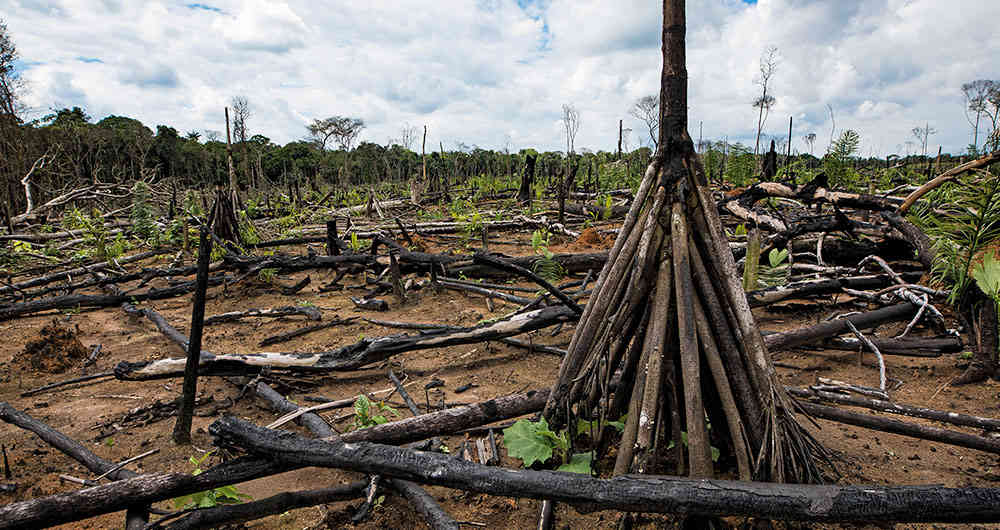 La deforestación en la Amazonía brasileña alcanza récord al aumentar un 41 % en mayo