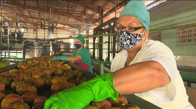 Avanza en #LasTunas procesamiento industrial de la actual cosecha del mango