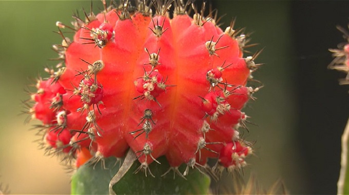 Jardín Botánico de #LasTunas, recreación segura en medio de la pandemia