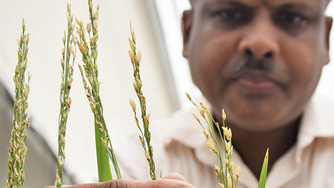 Filipinas aprueba la producción comercial de un «arroz dorado» modificado genéticamente