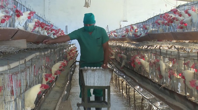 Nuevas inversiones benefician producción de huevos en Las Tunas