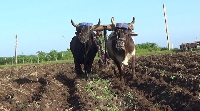 Impulsan producción de alimentos en el municipio de Colombia