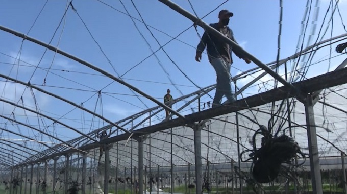 Campesinos tuneros acopian cosechas y protegen los recursos ante la cercanía de Elsa