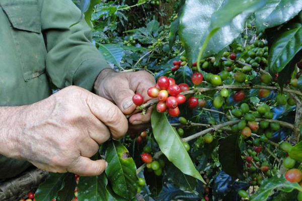 Cuba extiende producción de café al llano