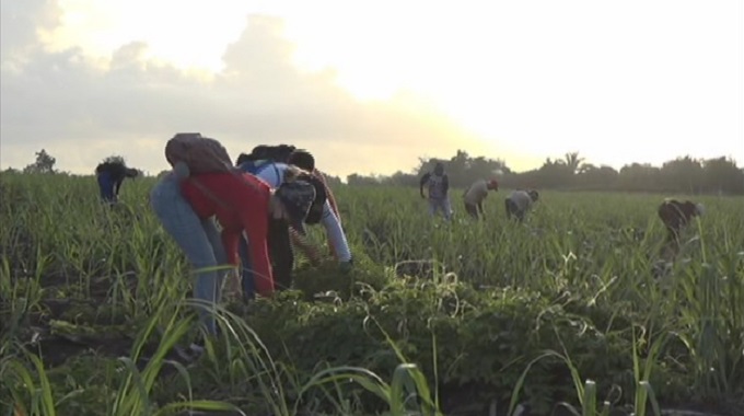 Apoyan trabajadores puertopadrenses labores productivas vinculadas a la zafra