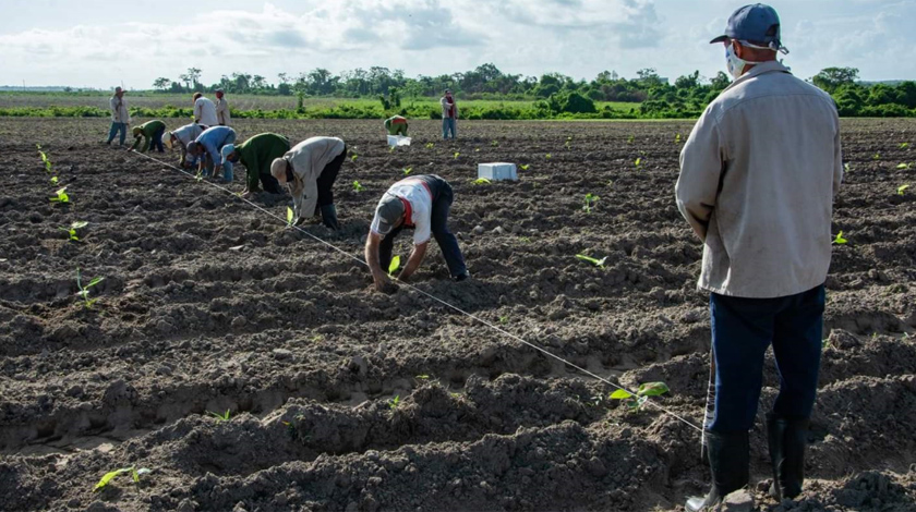 En los polos productivos el Ministerio de la Agricultura centra su atención y esperanzas (+Video)