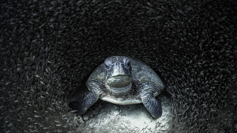 'La tortuga se llevó el gato al agua': estas son las impactantes imágenes ganadoras del premio Ocean Photography 2021