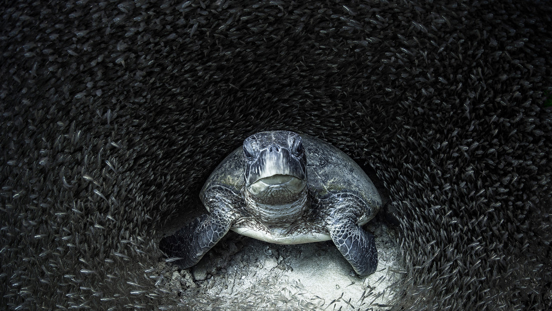 ‘La tortuga se llevó el gato al agua’: estas son las impactantes imágenes ganadoras del premio Ocean Photography 2021