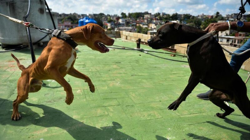 Nuevas vías para denunciar el maltrato animal en Las Tunas (+infografía)