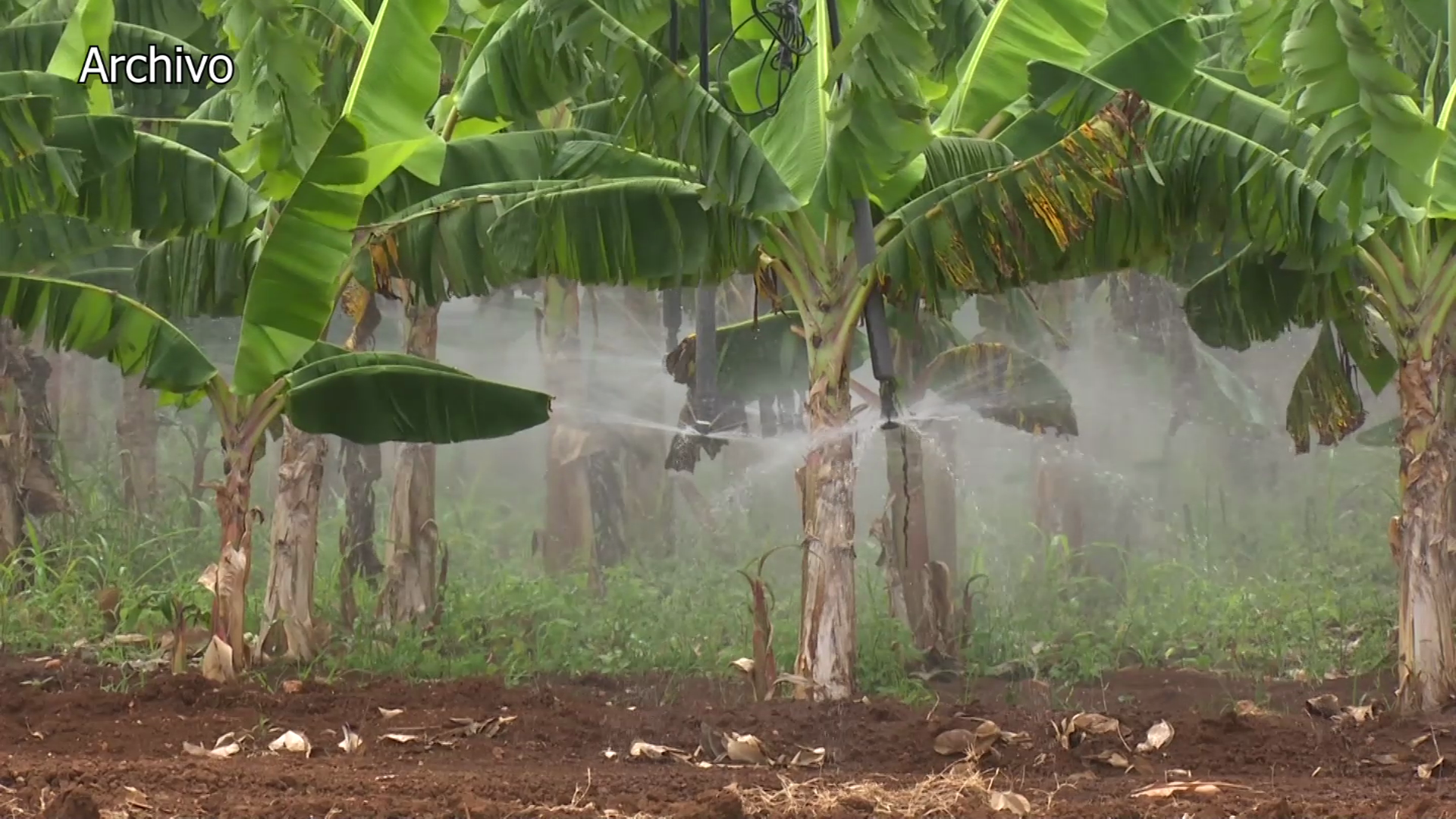 Aprueban reglamento sobre el funcionamiento de los polos productivos agropecuarios y forestales