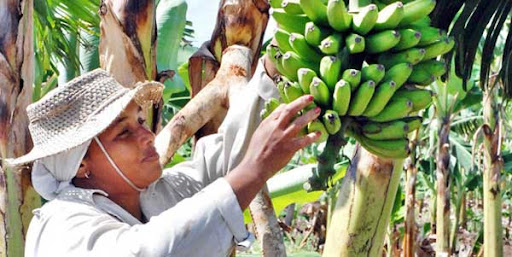 La quinta parte de la fuerza laboral del agro cubano es femenina