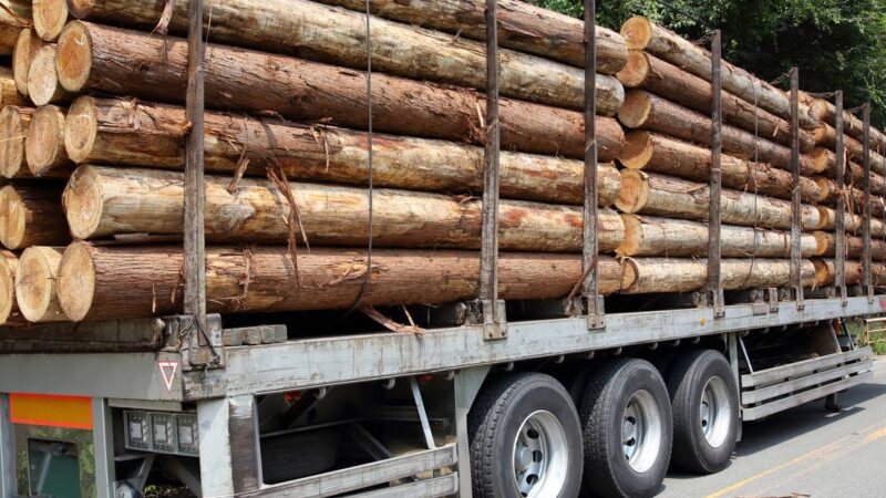 México pierde miles de hectáreas de bosques cada año por la tala clandestina