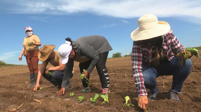 Inició en Las Tunas campaña de siembra de tabaco