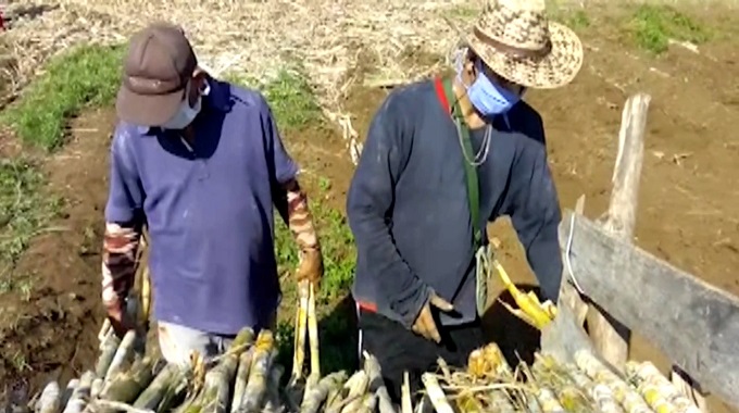 Marcha a buen ritmo siembra de caña en Majibacoa