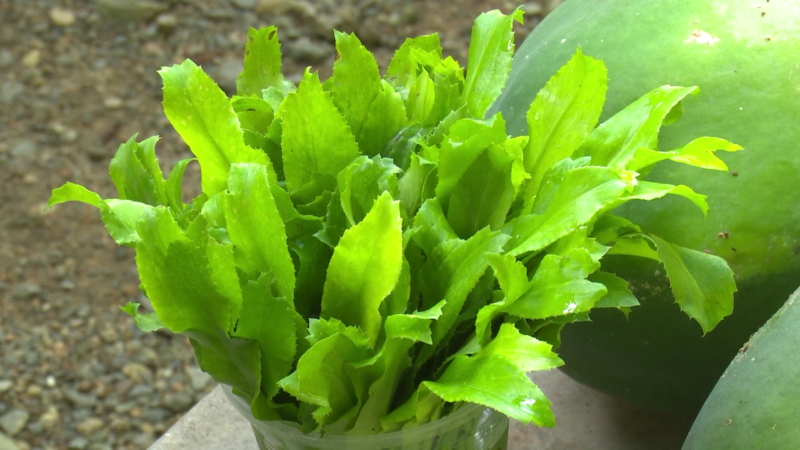 Avanza en Las Tunas el programa de Soberanía Alimentaria