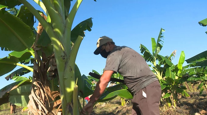 Implementan alternativas trabajadores de la industria alimentaria para sostener la producción