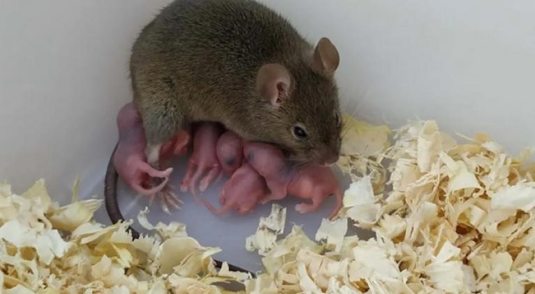 Nacen ratones sin padre, solo de óvulos no fertilizados