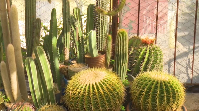 Se potencia en #LasTunas la conservación y reproducción de cactus