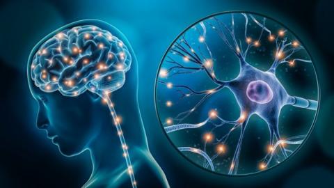 El cerebro de los ‘superancianos’ tiene ‘superneuronas’