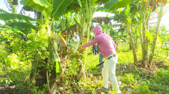 Más de 40 mil trabajadores tuneros se sumaron este fin de semana a las labores productivas como parte de la jornada nacional de trabajo voluntario convocada por la CTC. En Las Tunas las actividades estuvieron dedicadas a apoyar la producción de alimentos.