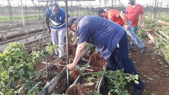 Central de Trabajadores de Cuba convoca a jornada nacional de trabajo voluntario