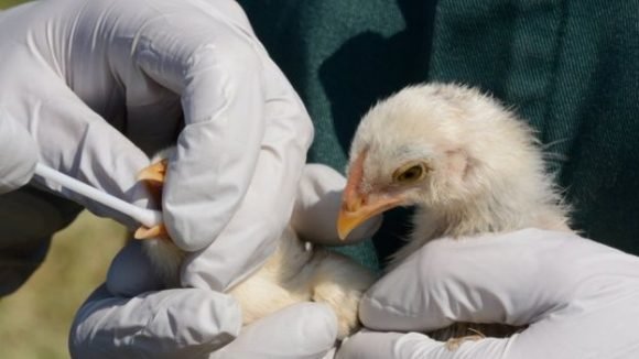 España: Confirman primer caso de gripe aviar H5N1 en humanos