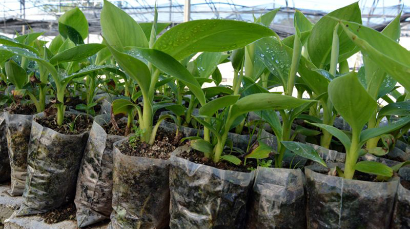 Instituto por fortalecimiento de la biotecnología vegetal en Cuba (+Video)