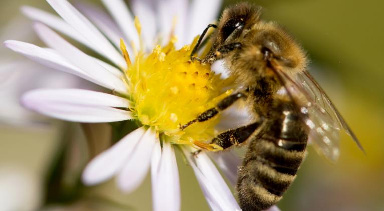 Las plantas fabrican «dispositivos ópticos» para atraer a las abejas