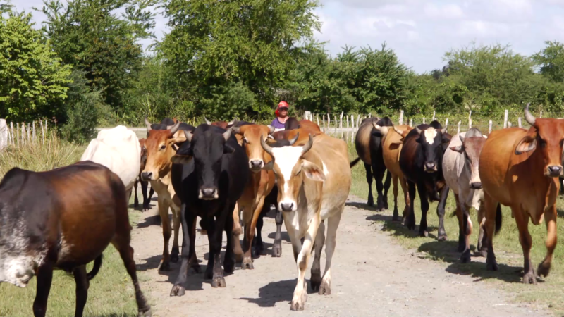 Proyecto APOCOP en #LasTunas permite el impulso del desarrollo agrícola y ganadero