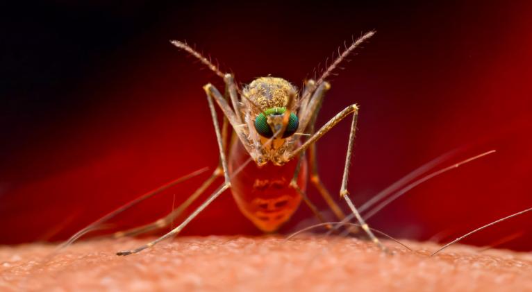 Descubren ‘supermosquitos’ resistentes a insecticidas en el sudeste asiático