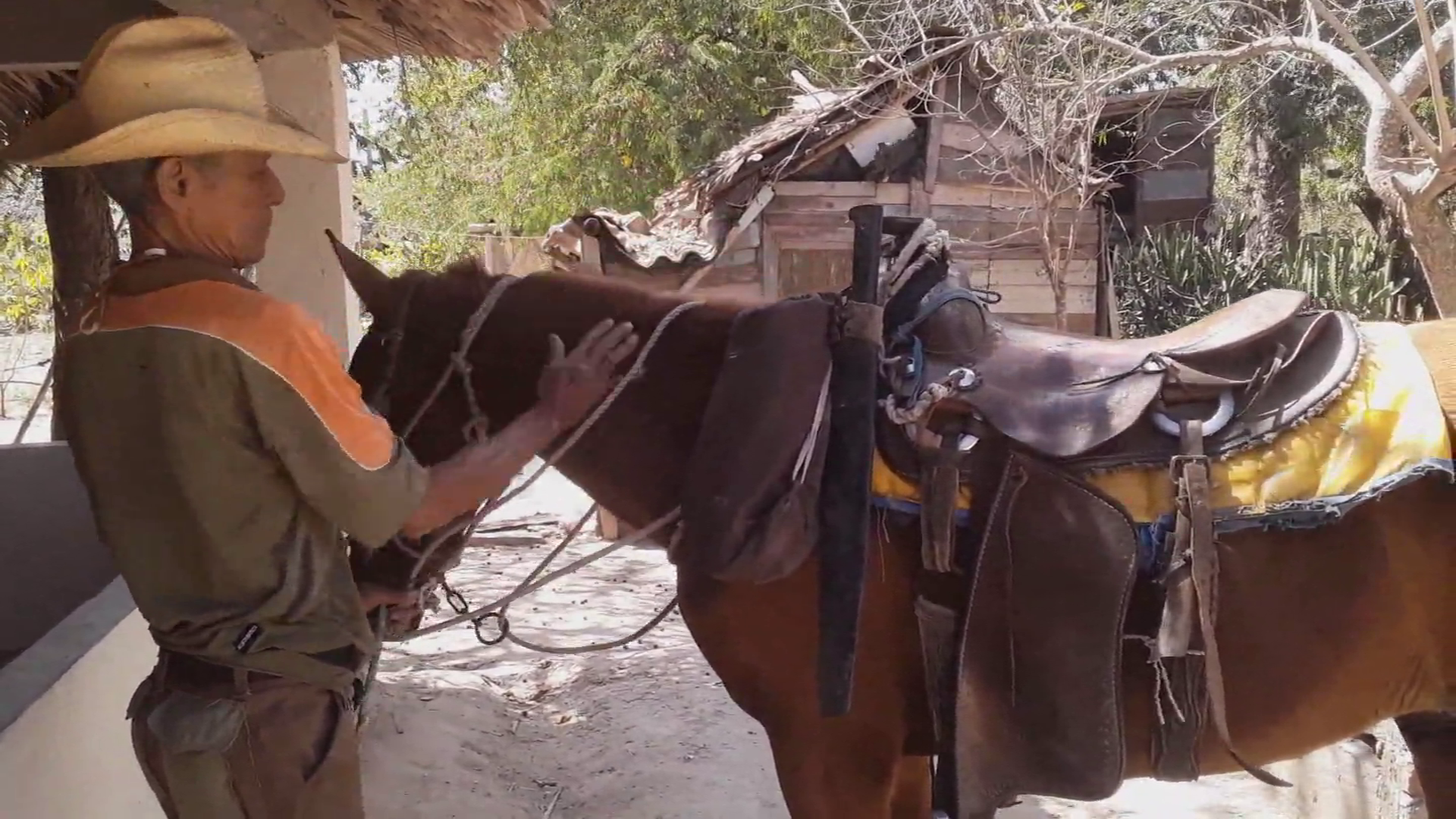 Pichuli, el domador de caballos