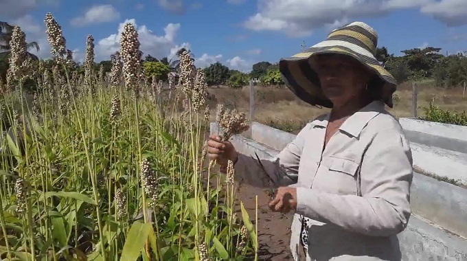 Fomentan el empleo de biofertilizantes para incrementar rendimientos agrícolas en Las Tunas